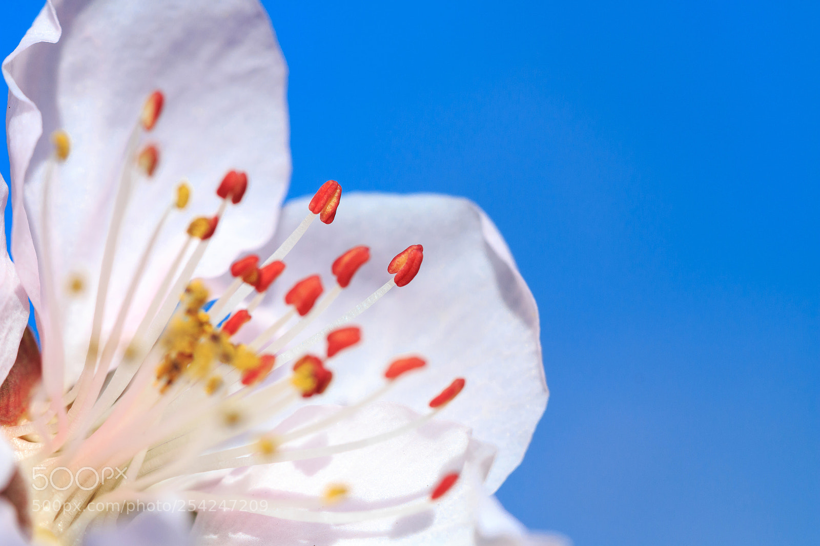 Canon EOS 70D sample photo. Peach photography