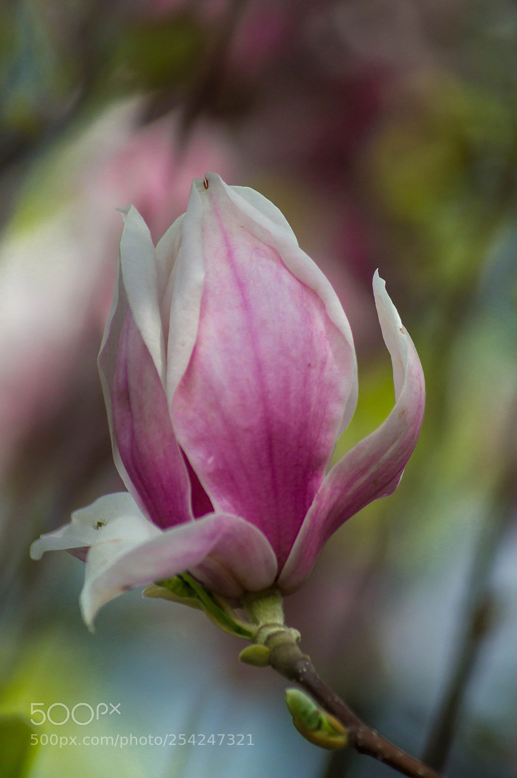 Sony SLT-A57 sample photo. Magnolia photography