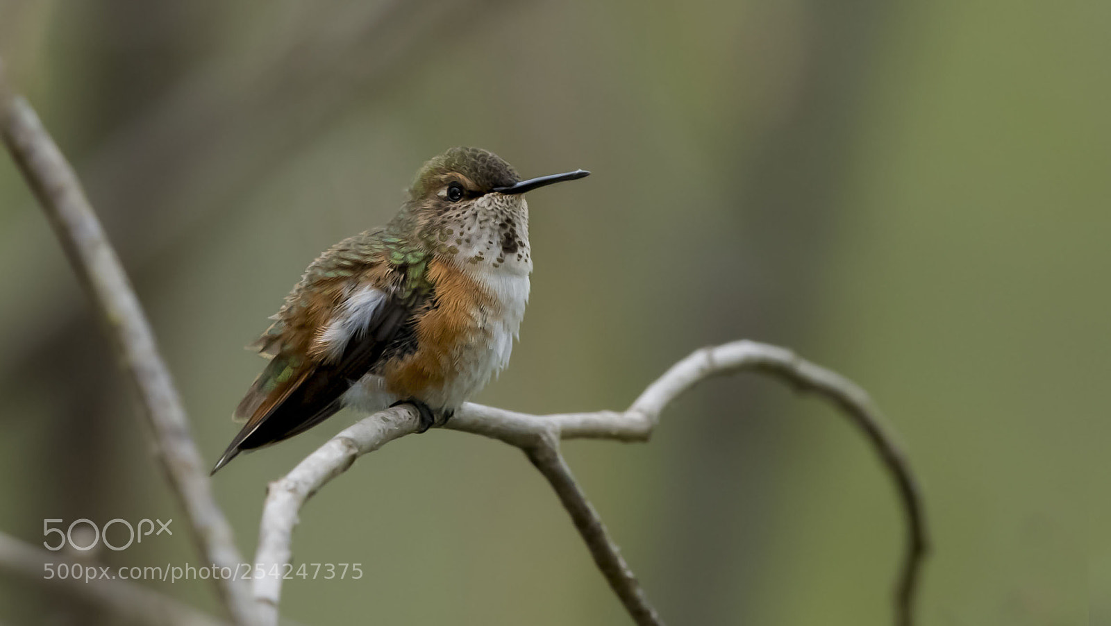Nikon D850 sample photo. Rufous humming bird. photography