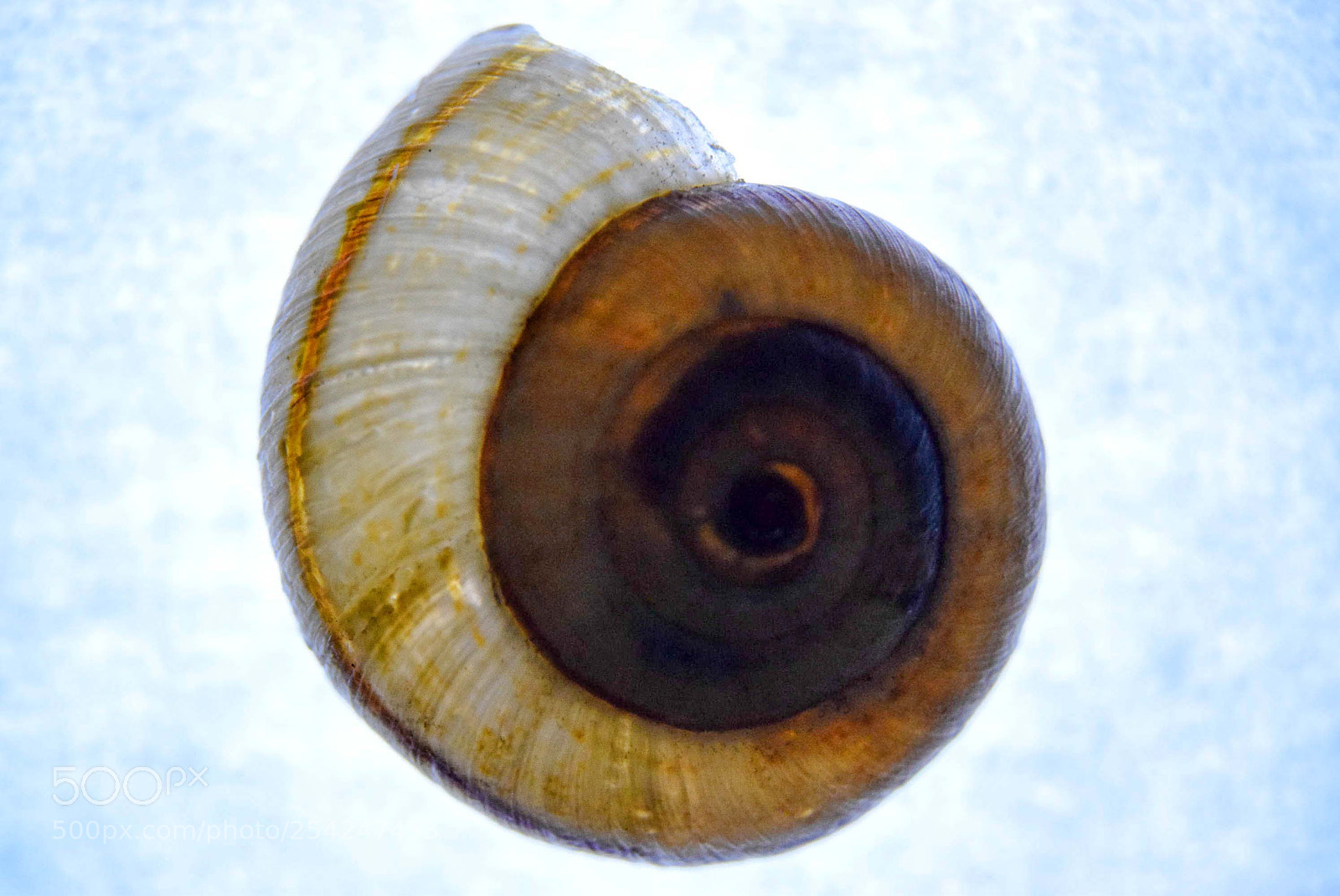 Nikon D3300 sample photo. Snail nest photography