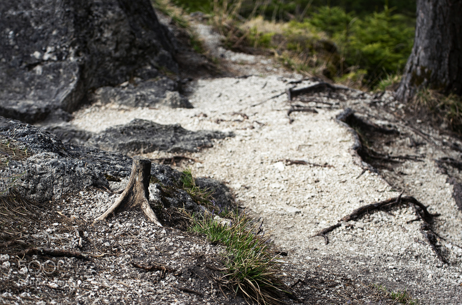 Nikon D5500 sample photo. Trail in the woods photography