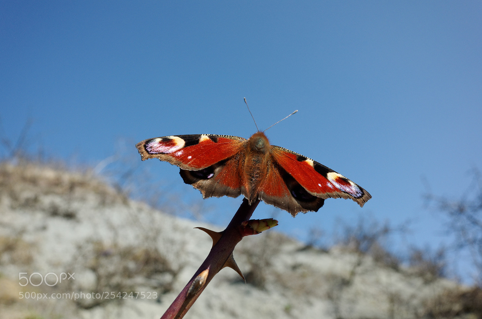 Ricoh GR II sample photo. Peacock butterfly photography