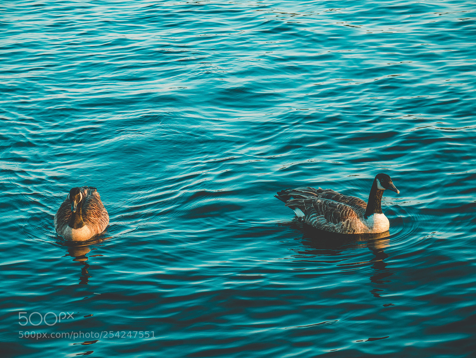 Panasonic Lumix DMC-G85 (Lumix DMC-G80) sample photo. Two birds photography