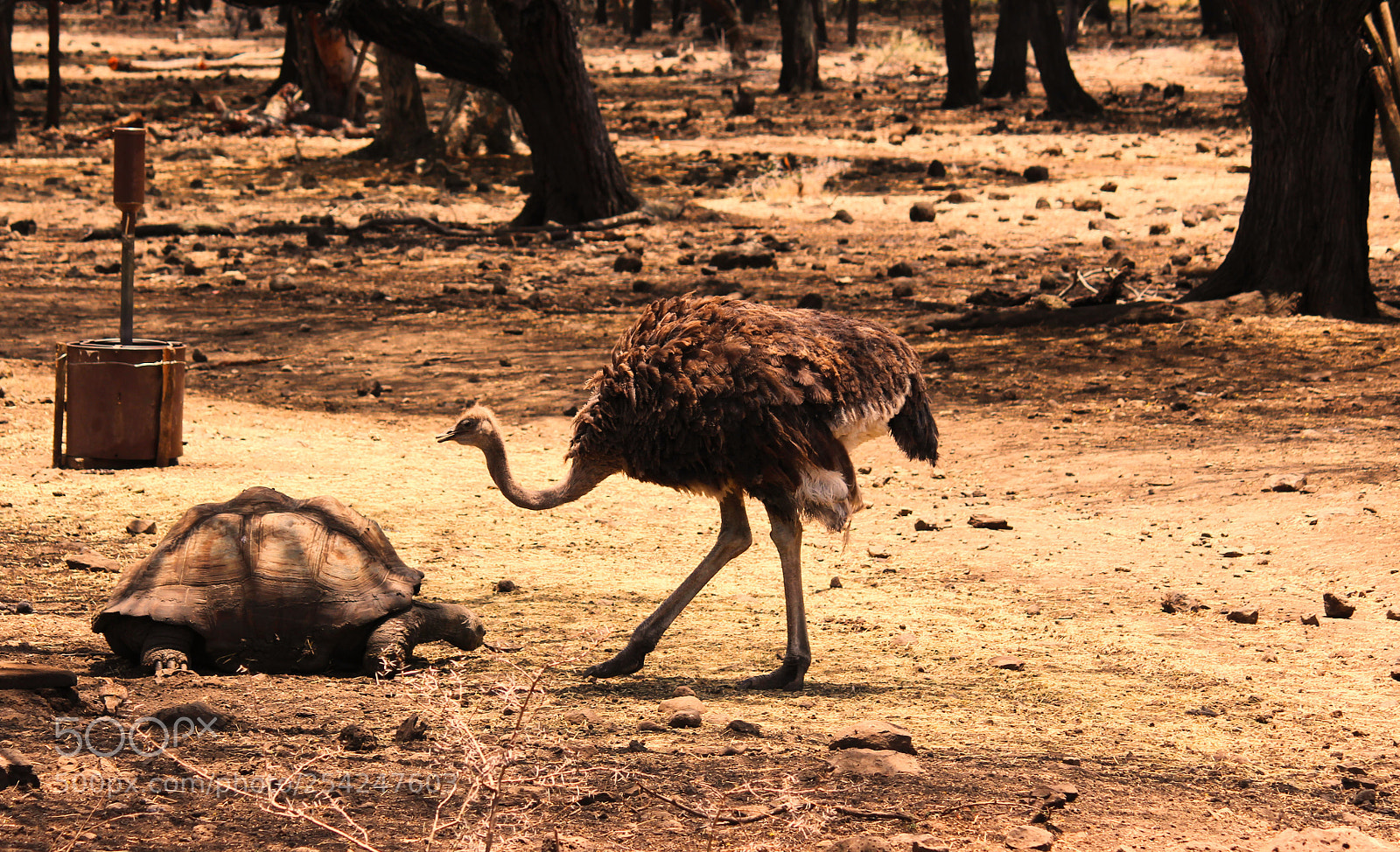 Canon EOS 700D (EOS Rebel T5i / EOS Kiss X7i) sample photo. Tortoise vs ostrich photography