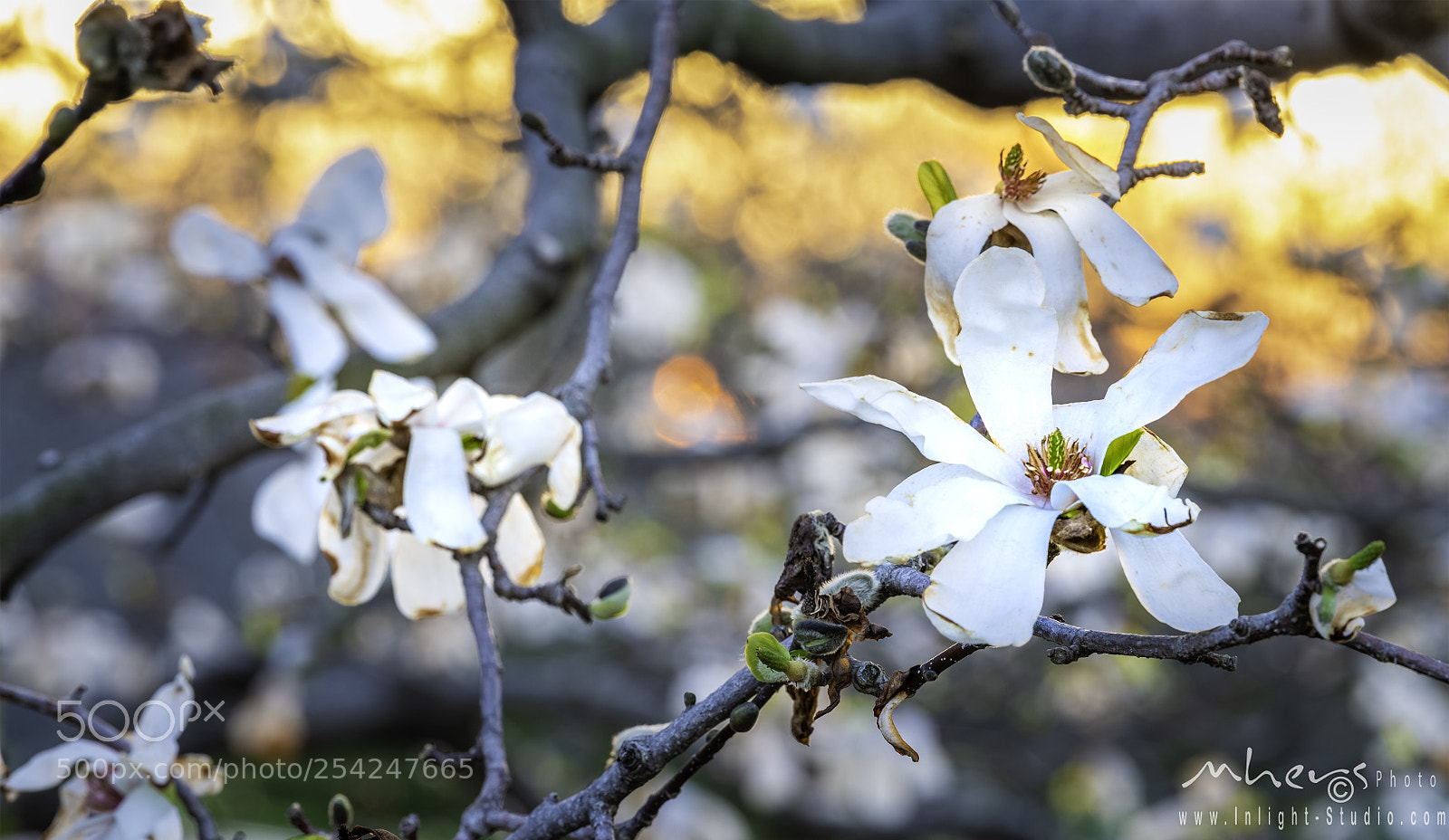 Nikon D850 sample photo. Untitled photography