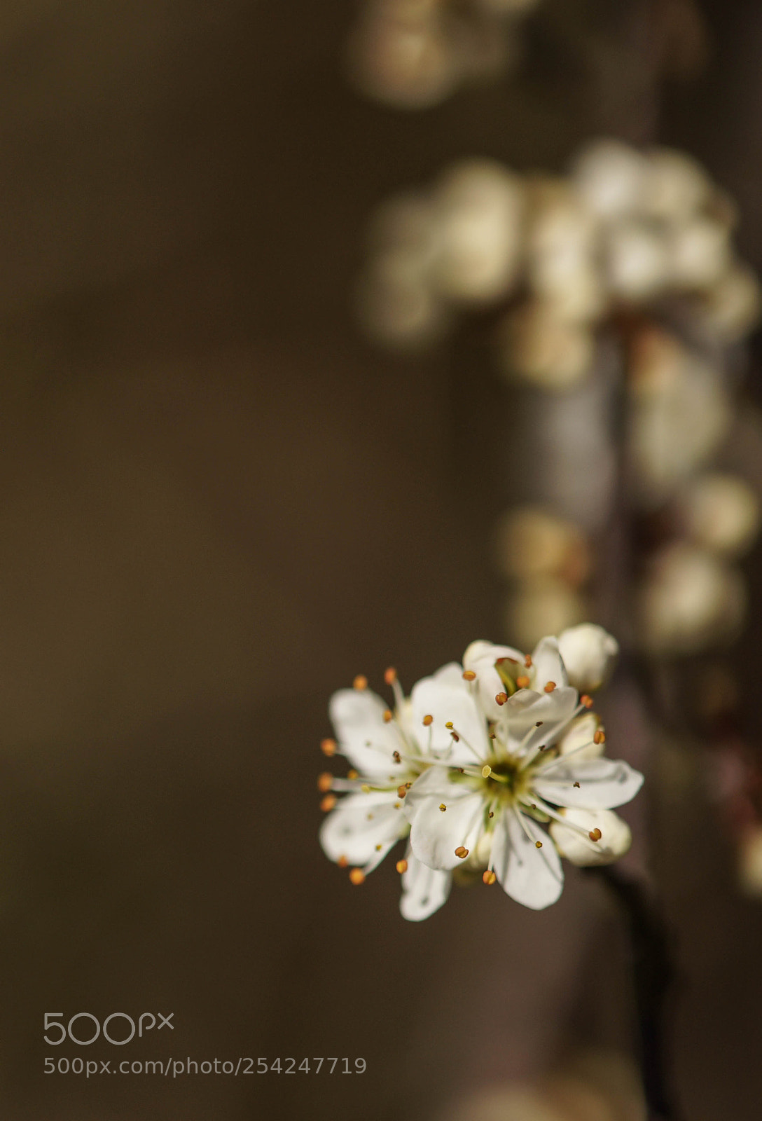 Sony SLT-A57 sample photo. Epine noire photography
