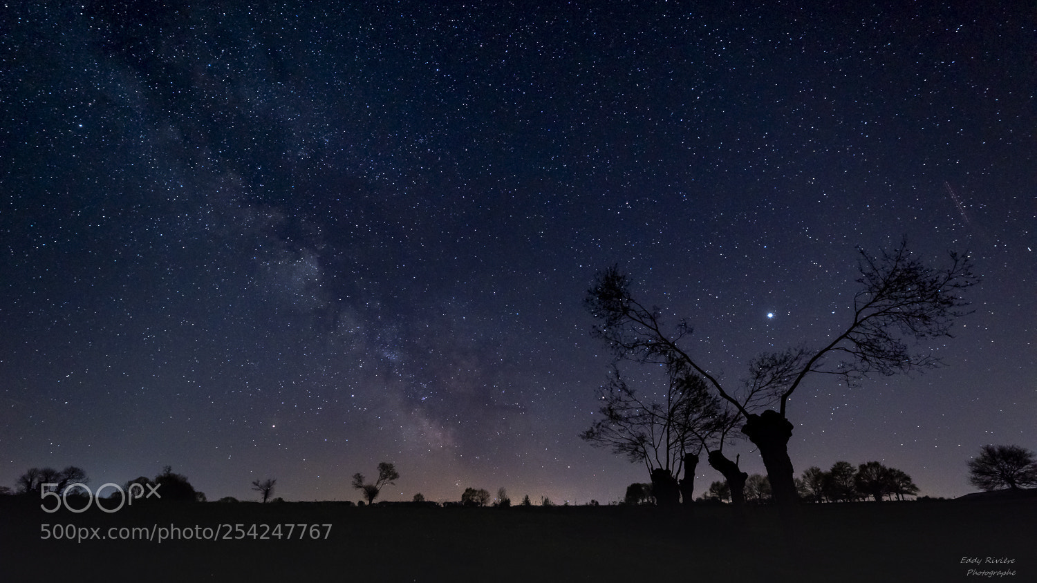 Nikon D810 sample photo. Listening to the owls 1 photography