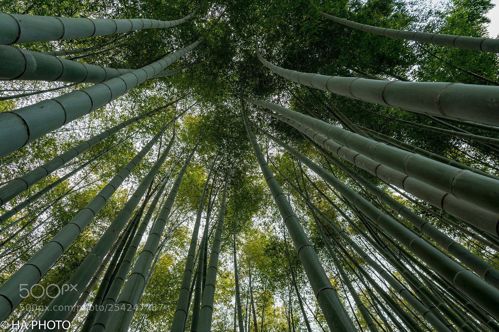 Nikon D7500 sample photo. Bamboo forest in kyoto photography