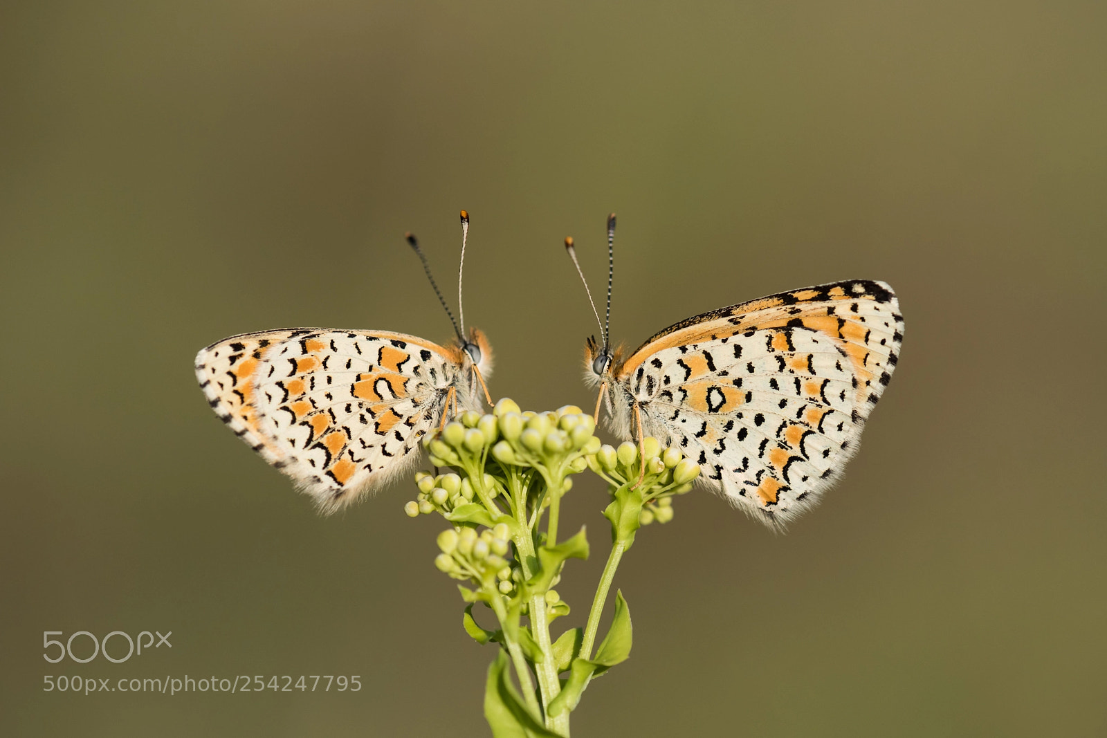 Nikon D810 sample photo. Butterflies.... photography