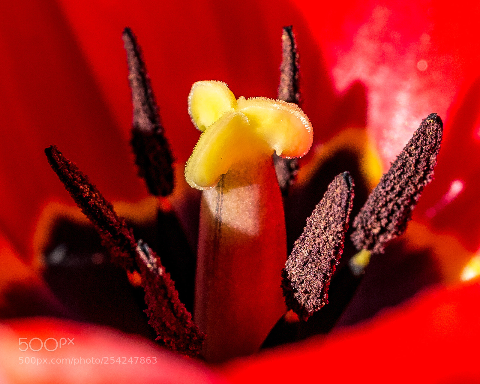 Canon EOS 60D sample photo. Flower power photography