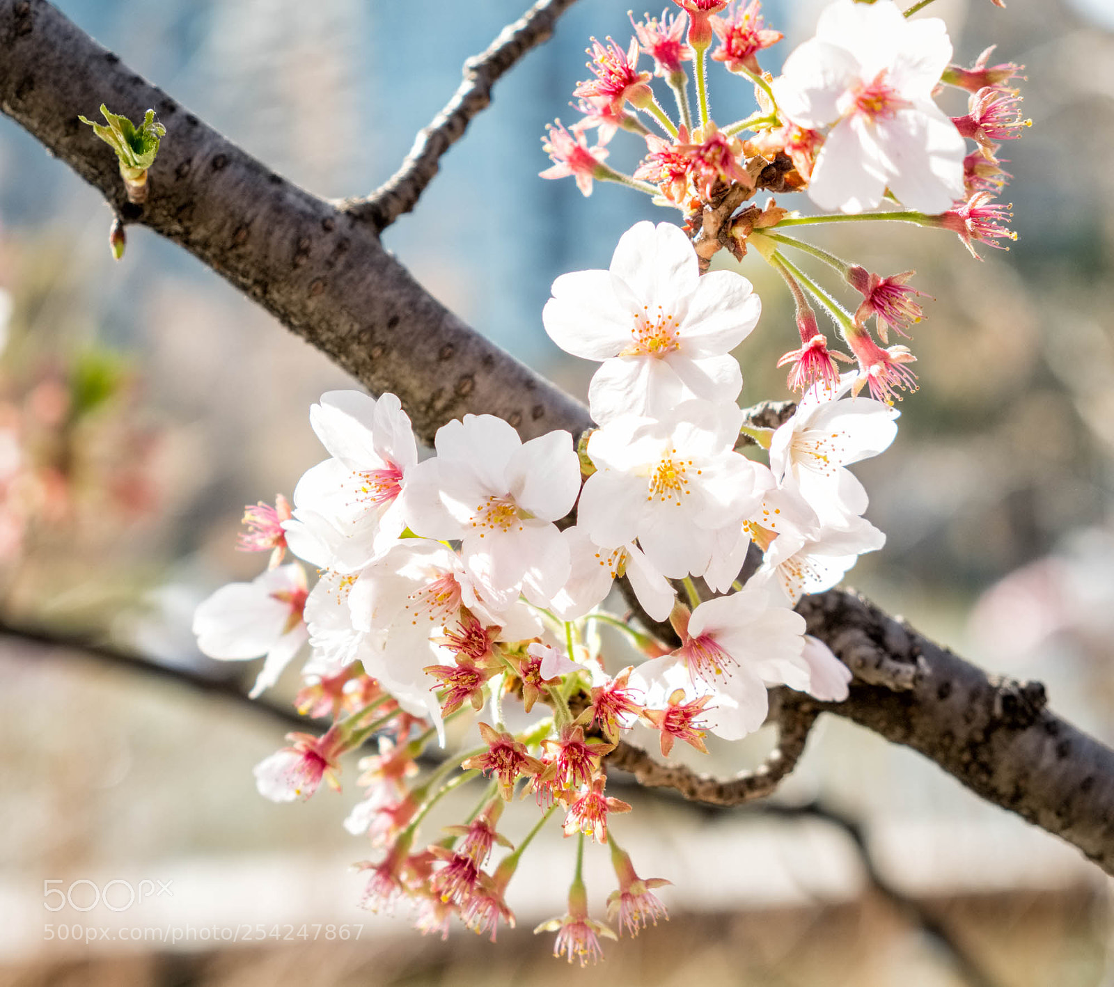 Fujifilm X-T2 sample photo. Spring blossoms photography