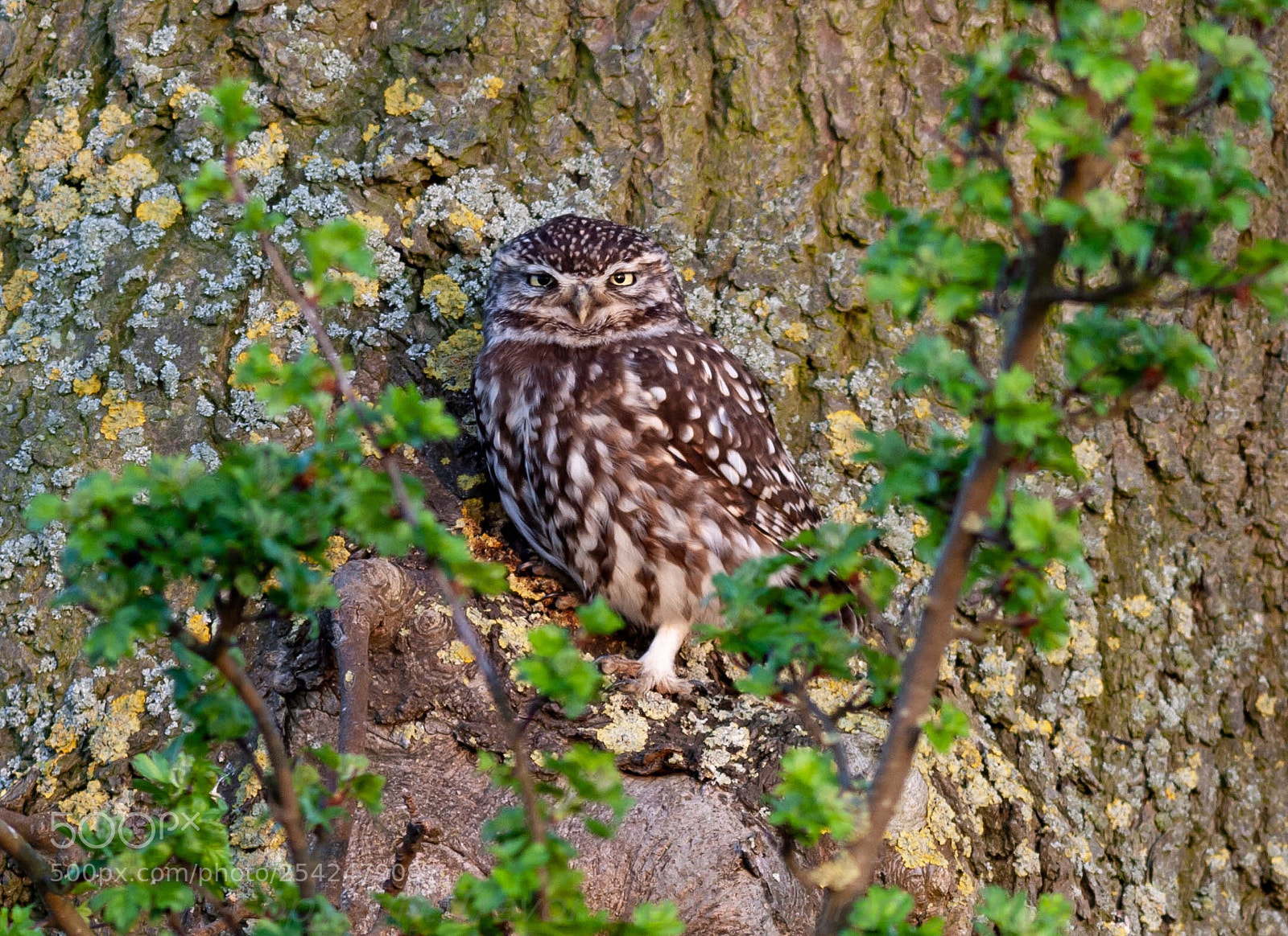 Canon EOS 40D sample photo. Little owl photography