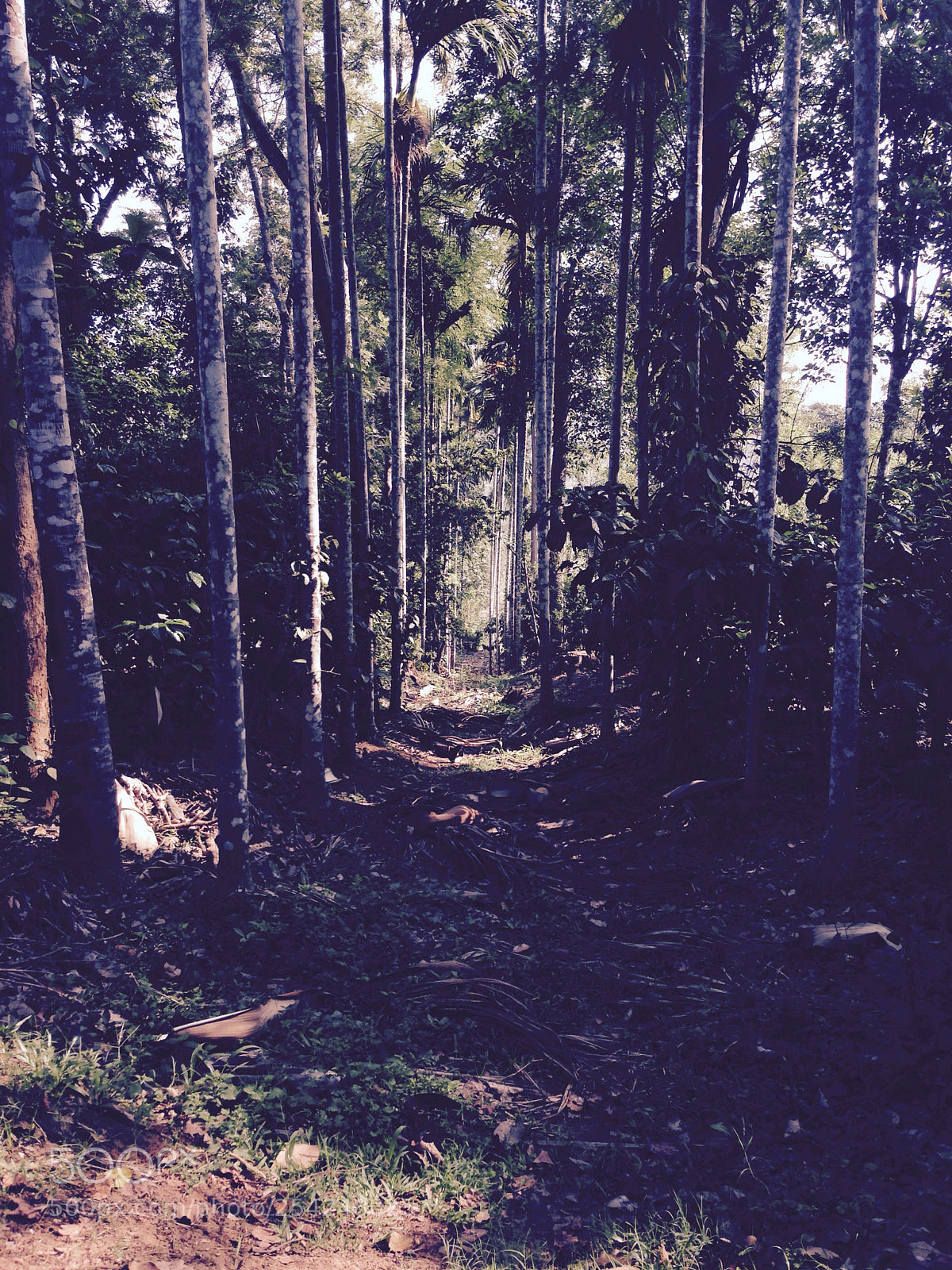 Apple iPhone 5 sample photo. Into the woods
 photography