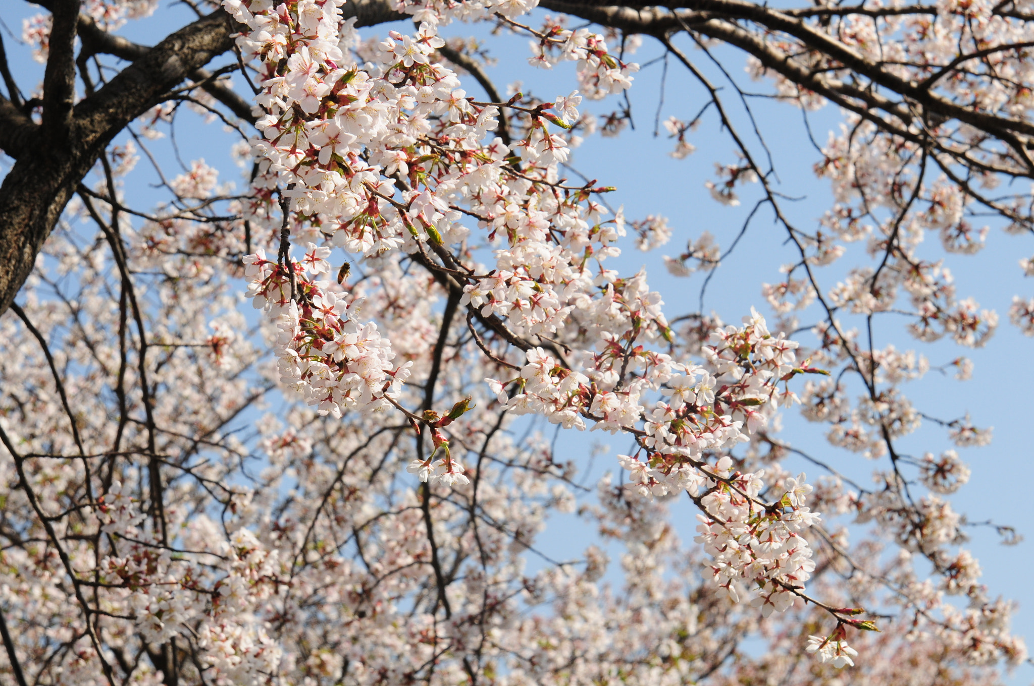 Nikon AF Nikkor 24-85mm F2.8-4D IF sample photo. Sakura photography