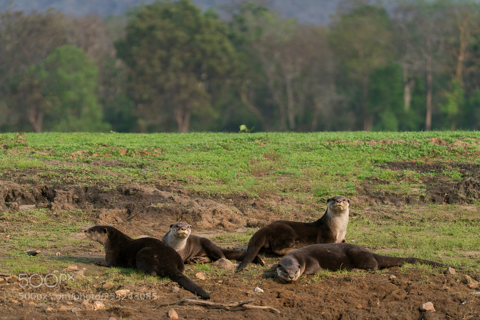 Sony a99 II sample photo. Smooth coated otters photography