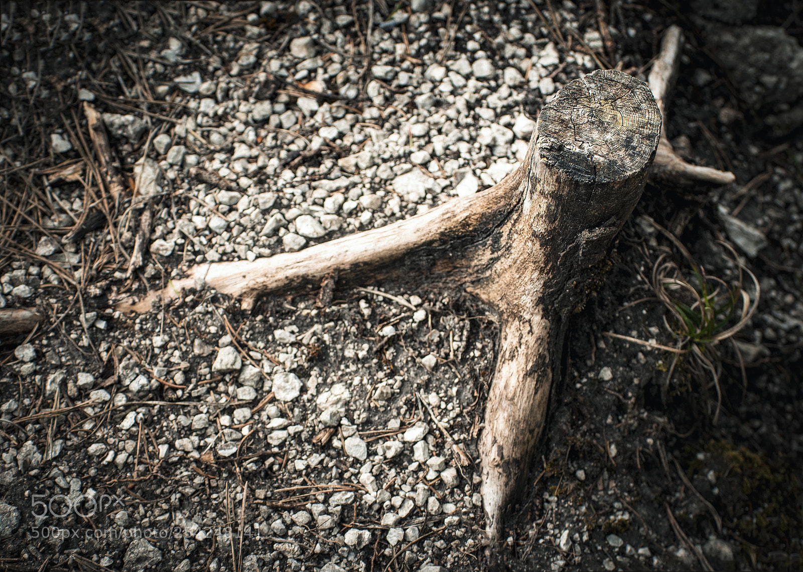 Nikon D5500 sample photo. Detail on thin old photography