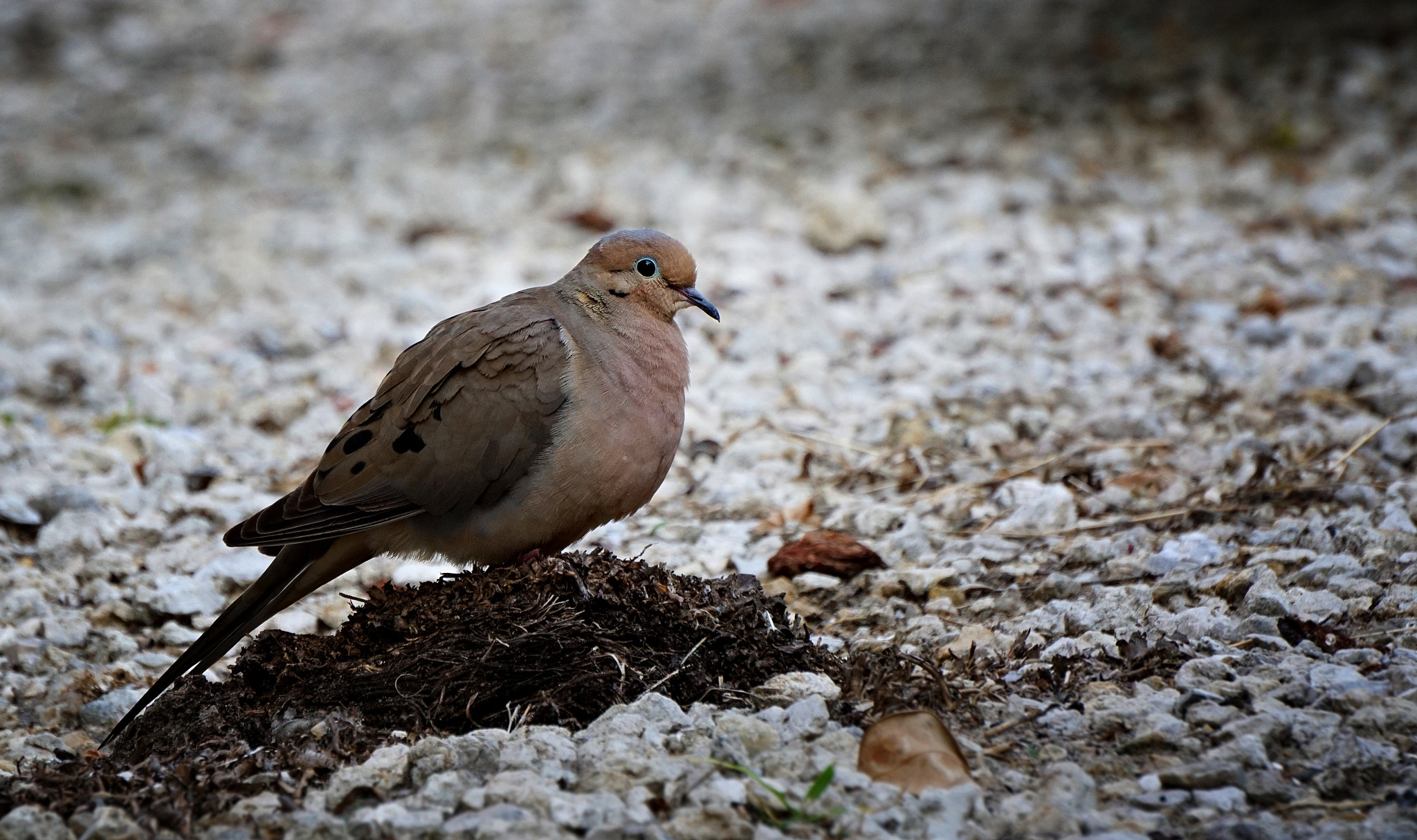 Sony E 55-210mm F4.5-6.3 OSS sample photo. Lone dove photography