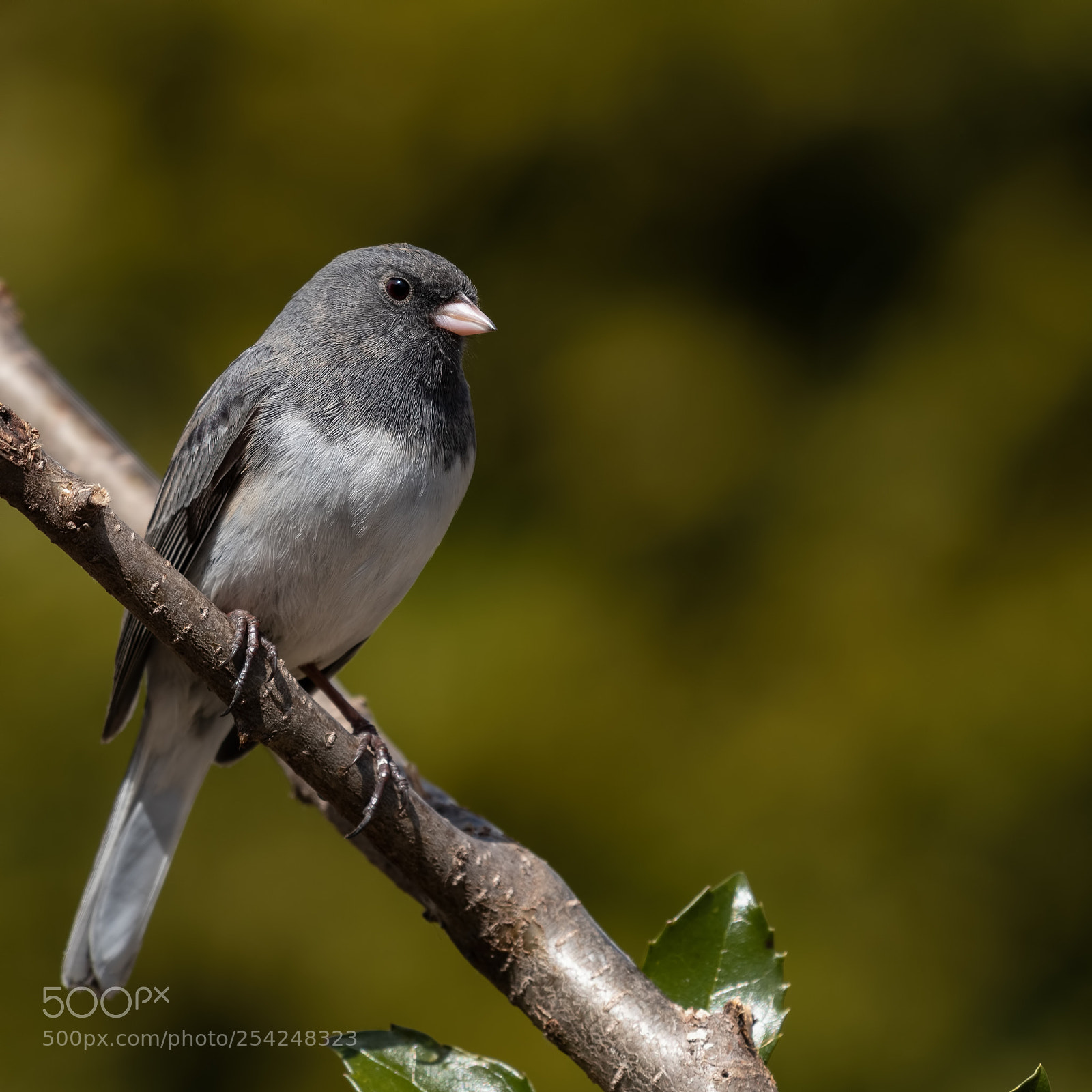 Nikon D850 sample photo. Junco photography