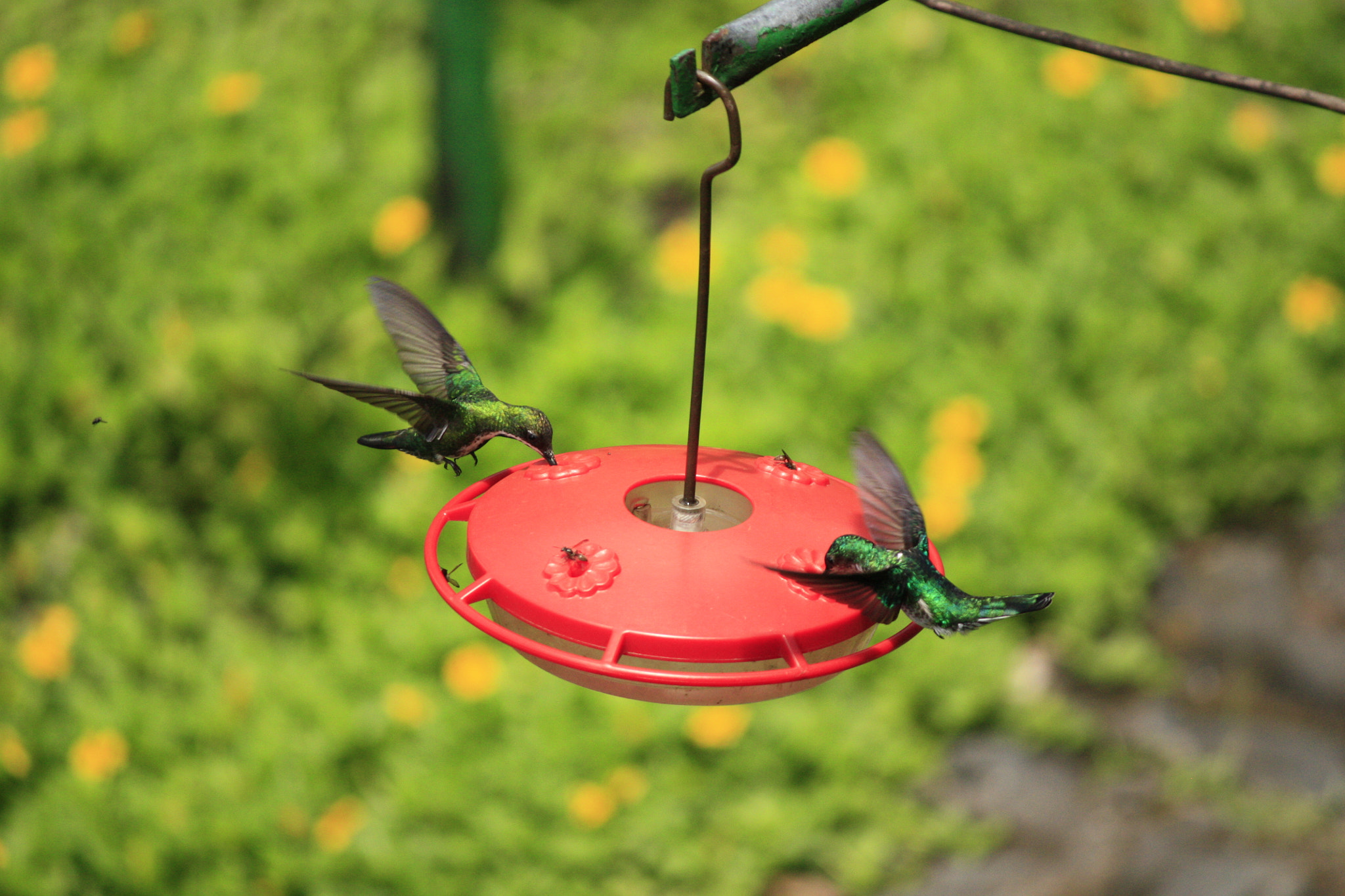 Canon EOS 450D (EOS Rebel XSi / EOS Kiss X2) + Canon EF-S 55-250mm F4-5.6 IS sample photo. Hungry hummingbirds photography