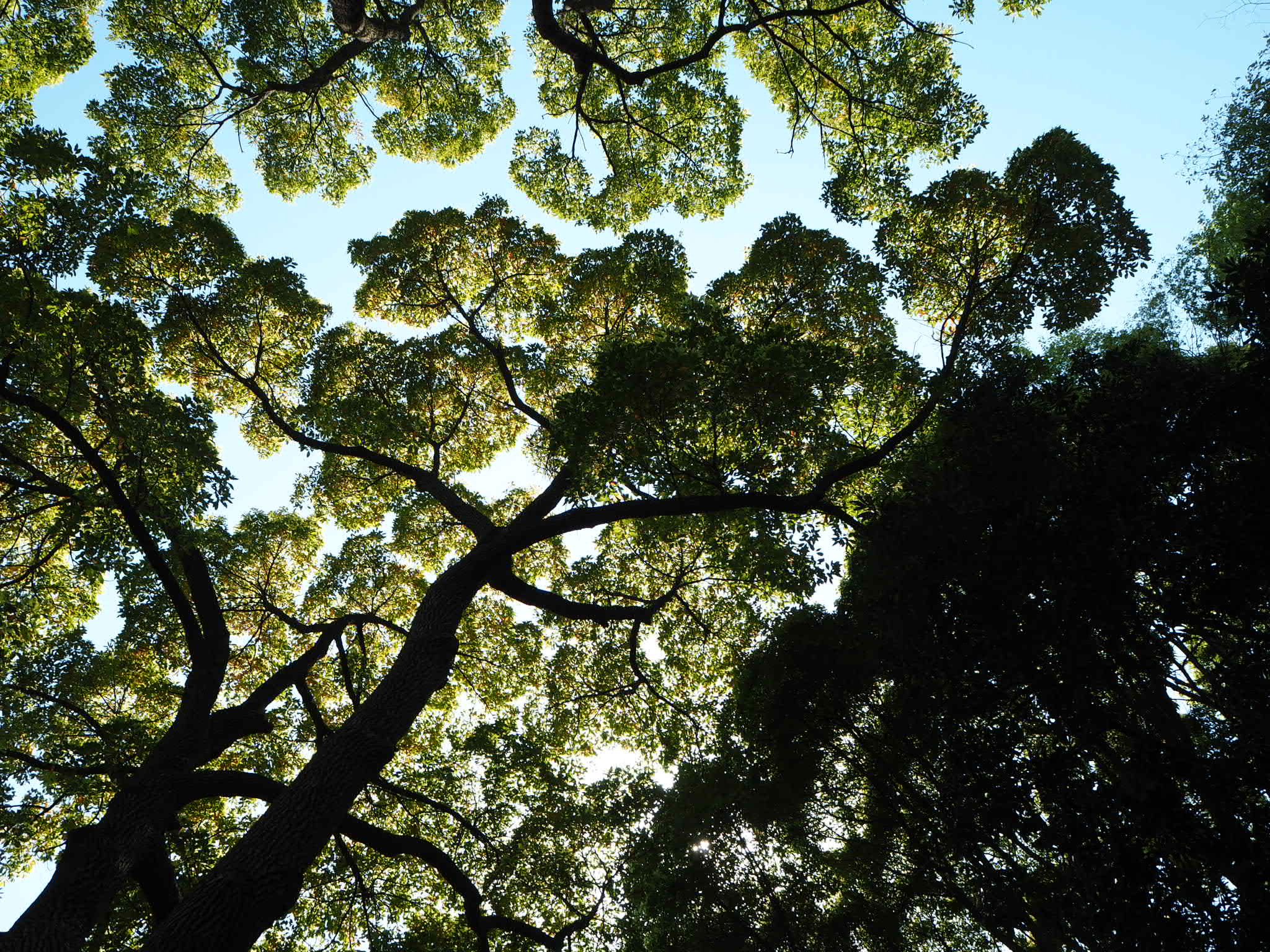 Olympus PEN E-PL8 sample photo. Tree photography