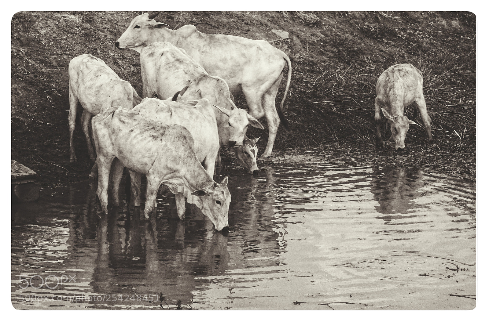 Sony DSC-HX60V sample photo. Livestock photography