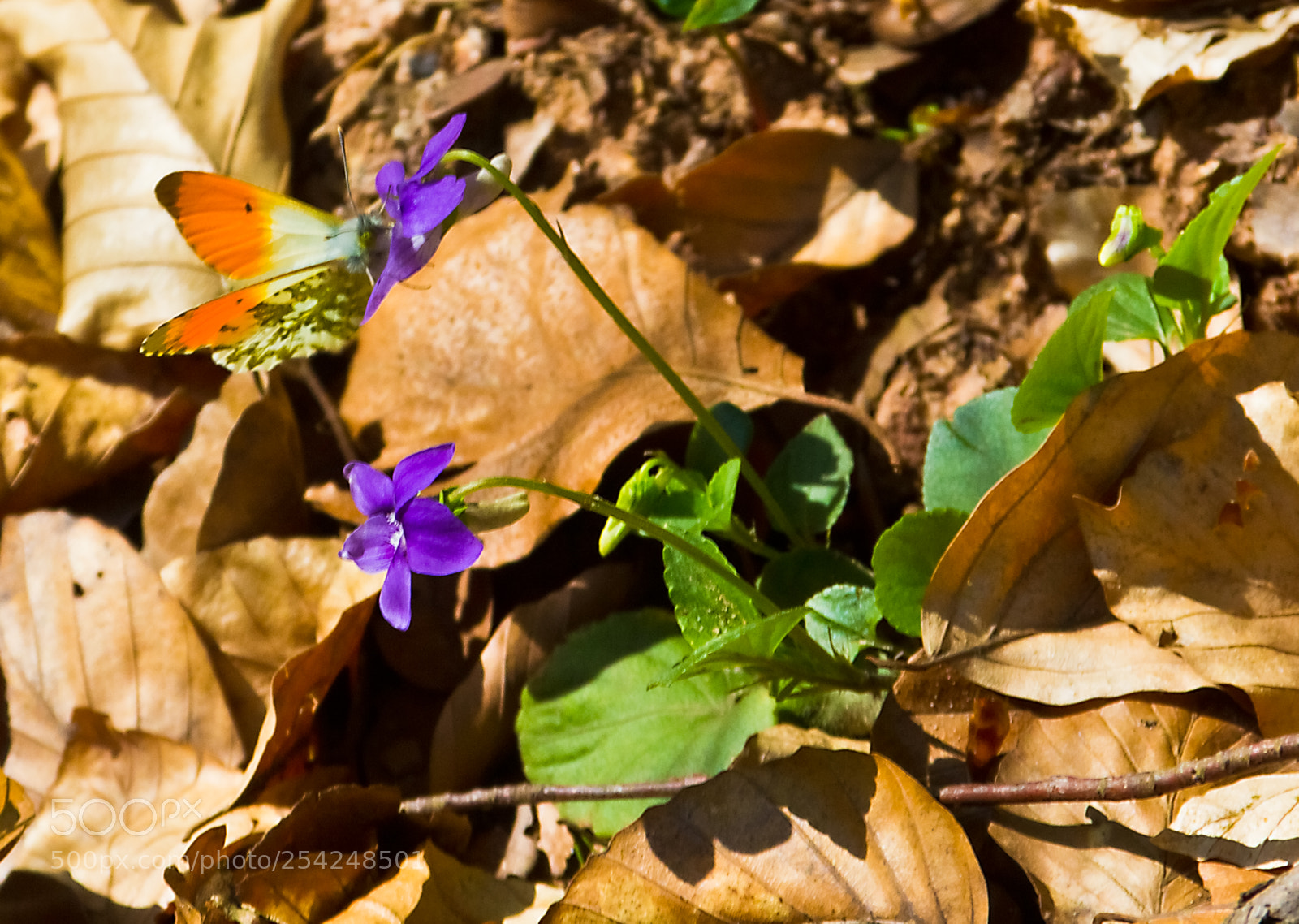 Canon EOS 60D sample photo. The little butterfly and photography