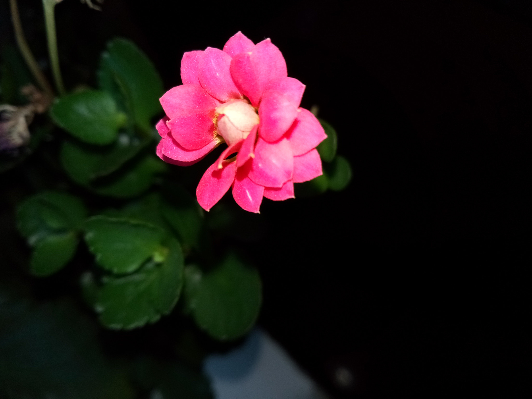HUAWEI honor 6C Pro sample photo