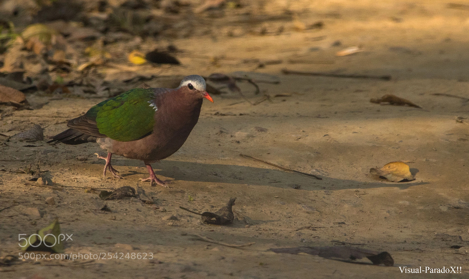 Canon EOS 7D Mark II sample photo. Emerald dove photography