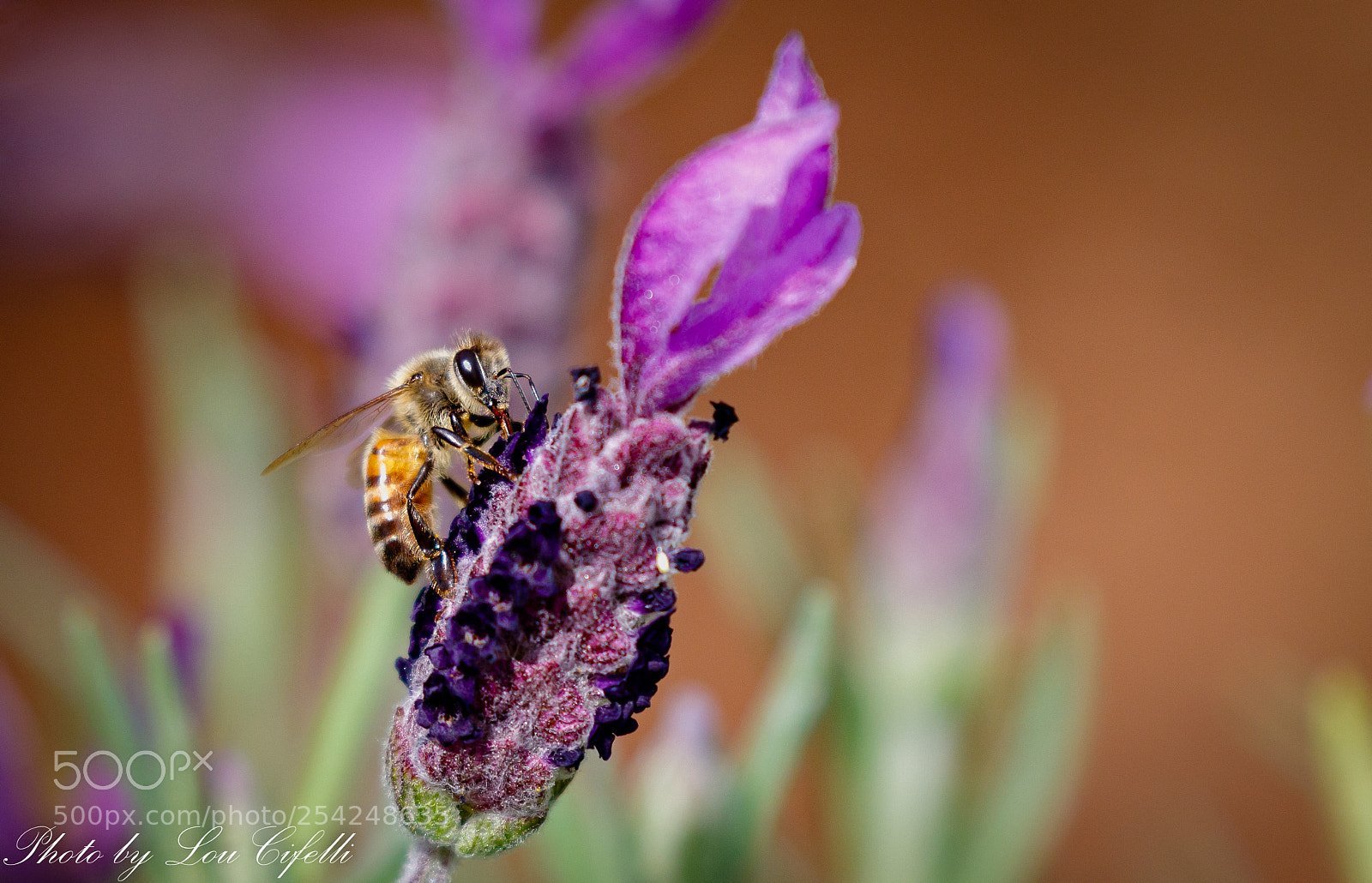 Canon EOS 7D Mark II sample photo. Bee765 photography
