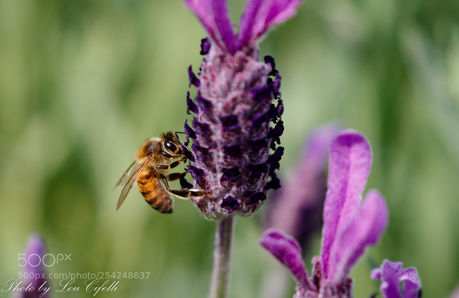Canon EOS 7D Mark II sample photo. Bee749 photography
