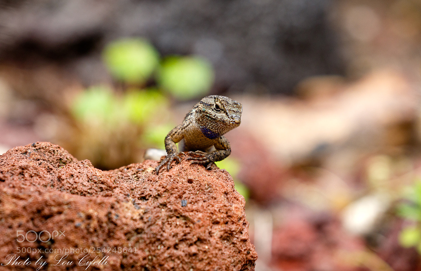 Canon EOS 7D Mark II sample photo. Lizard799 photography