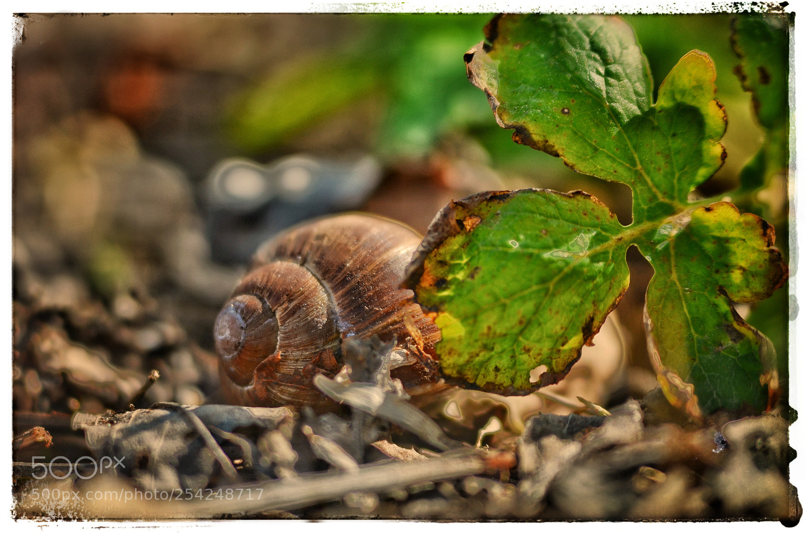 Nikon D7000 sample photo. Little house in garden photography
