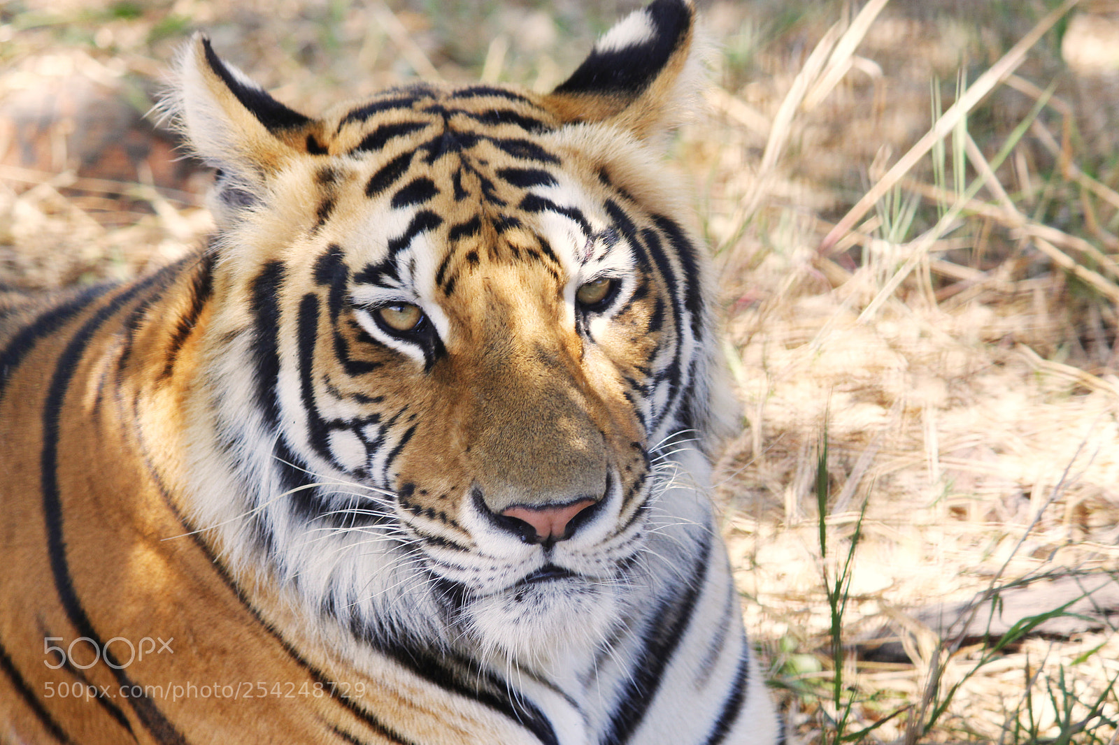 Canon EOS 700D (EOS Rebel T5i / EOS Kiss X7i) sample photo. Tiger in the wild photography