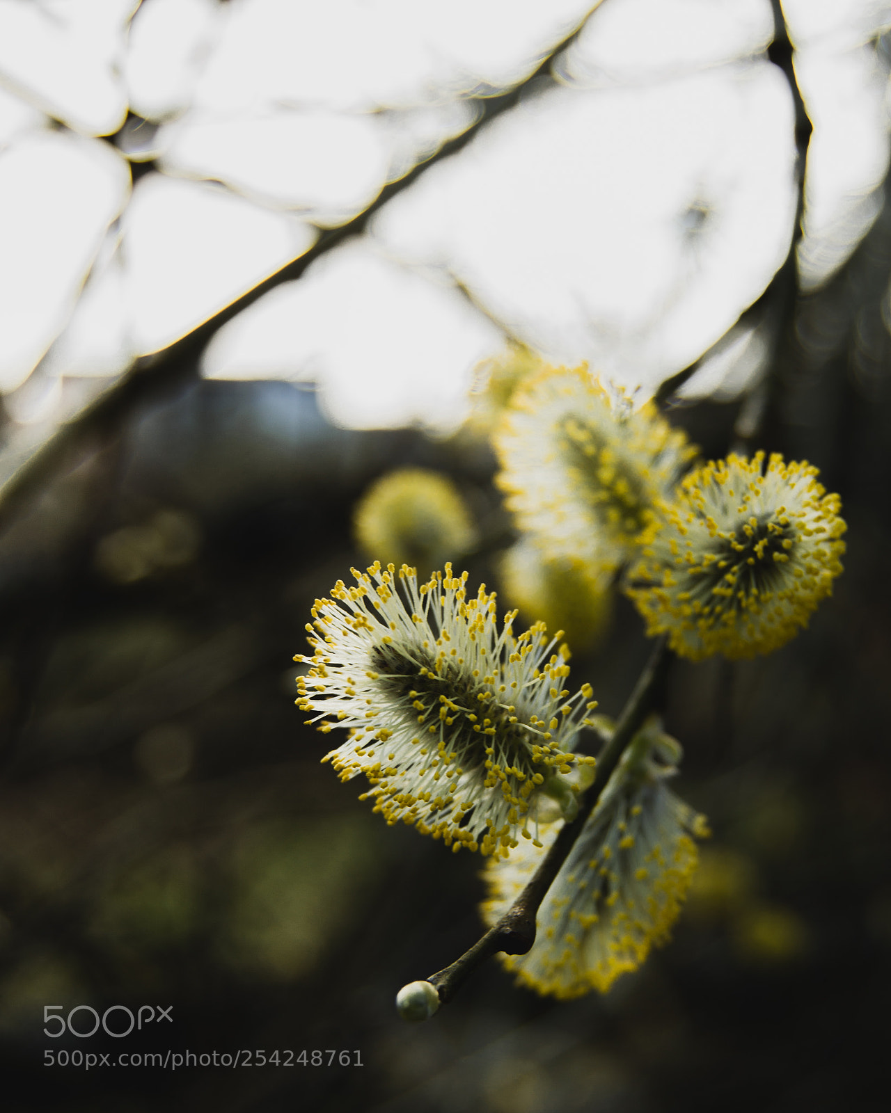 Nikon D3200 sample photo. Printemps c'est  toi? photography