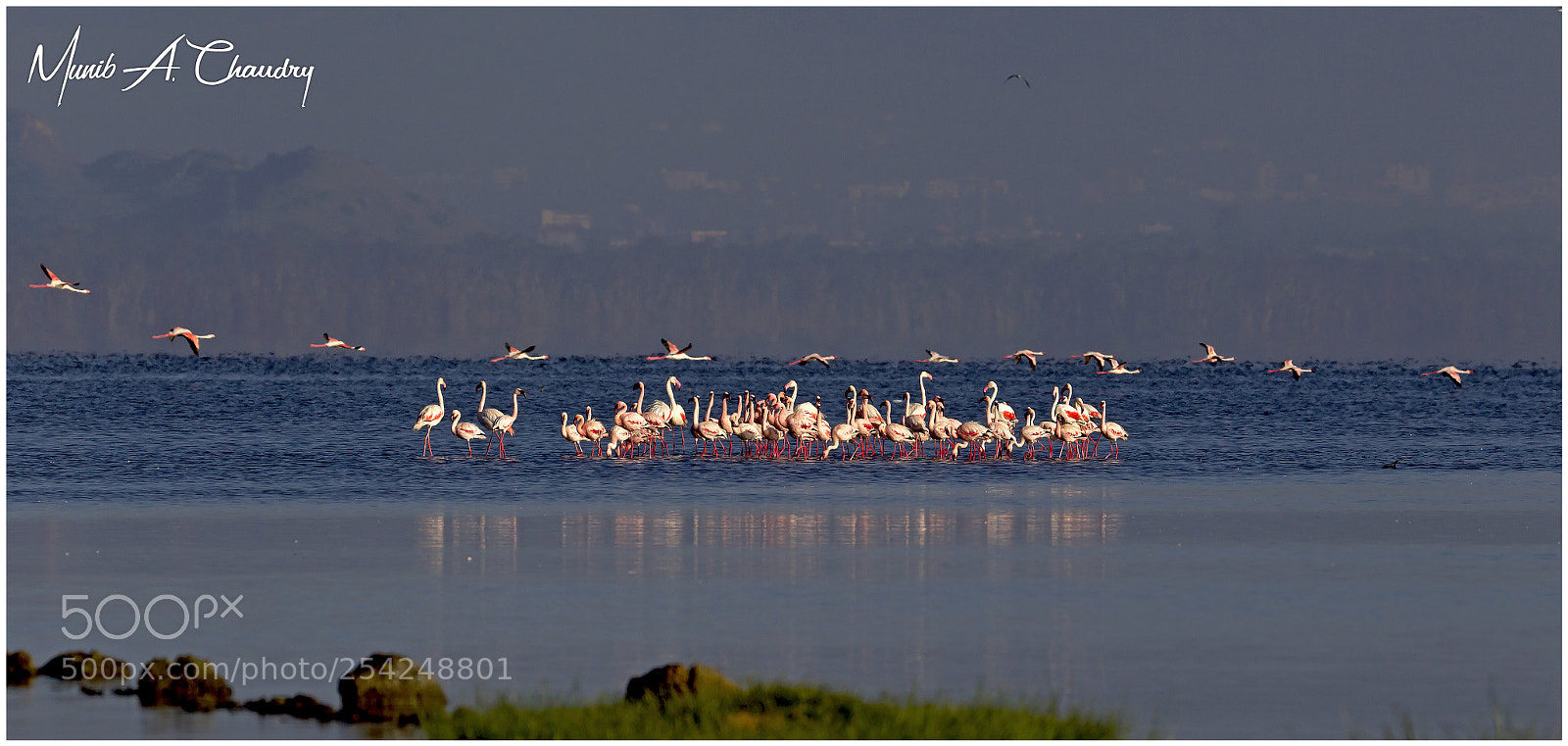 Canon EOS-1D Mark IV sample photo. Flamingo's on the lake! photography