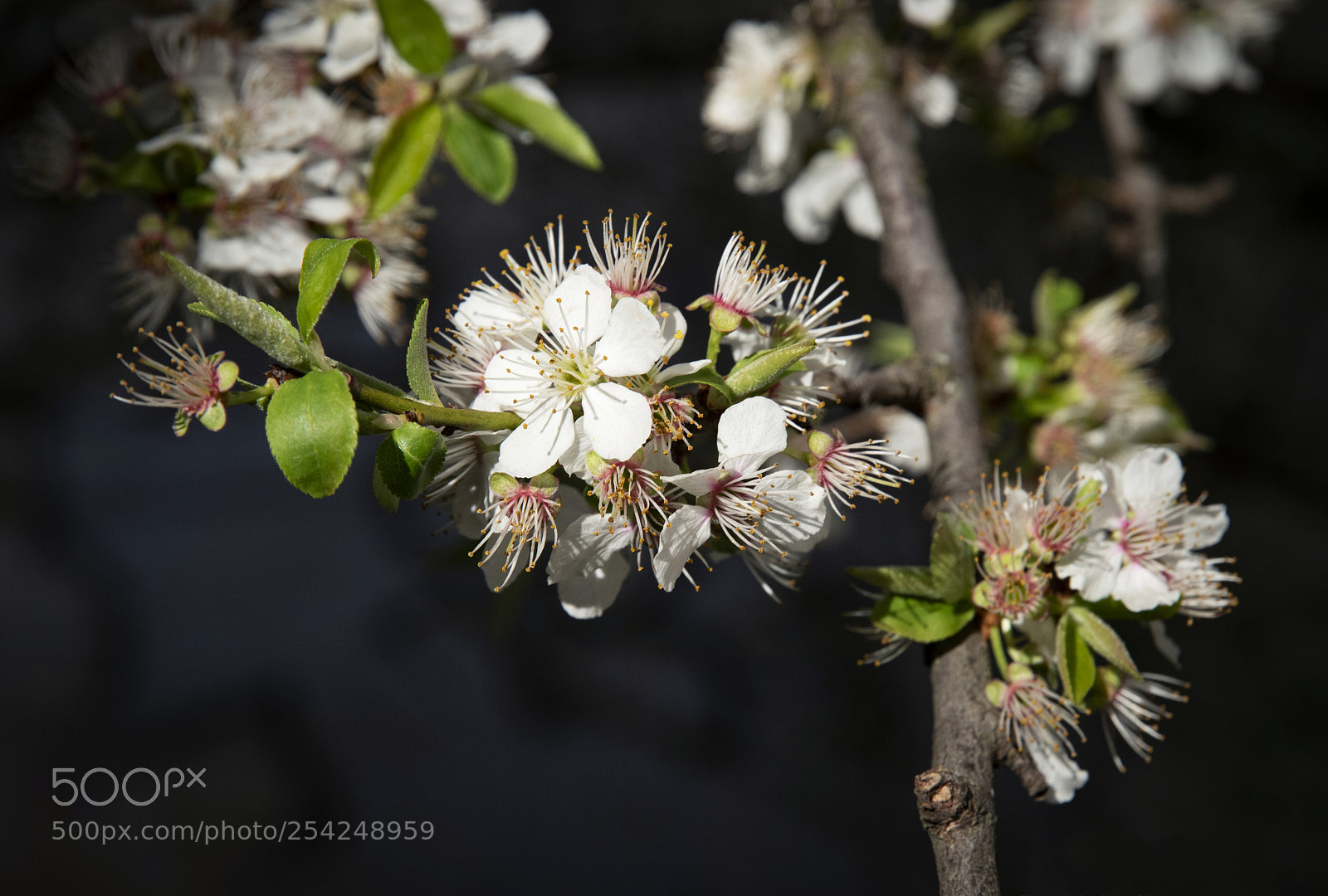 Nikon D5500 sample photo. Blooming spring flowers of photography
