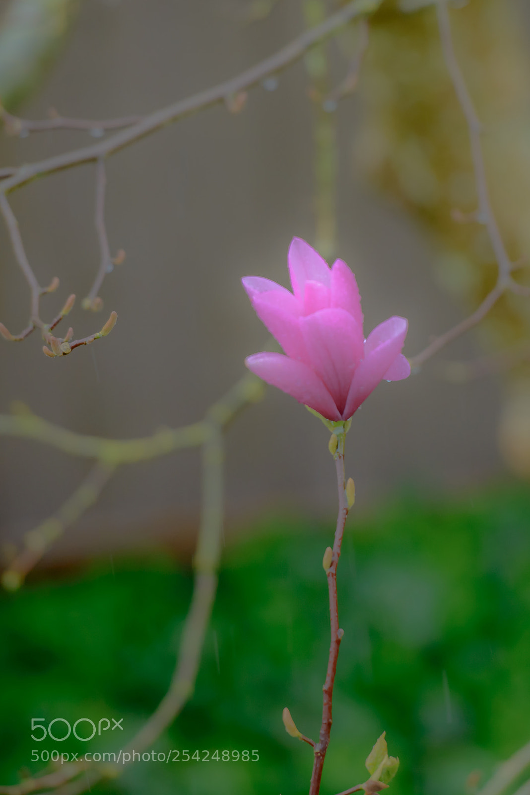 Nikon D800 sample photo. Cherry photography