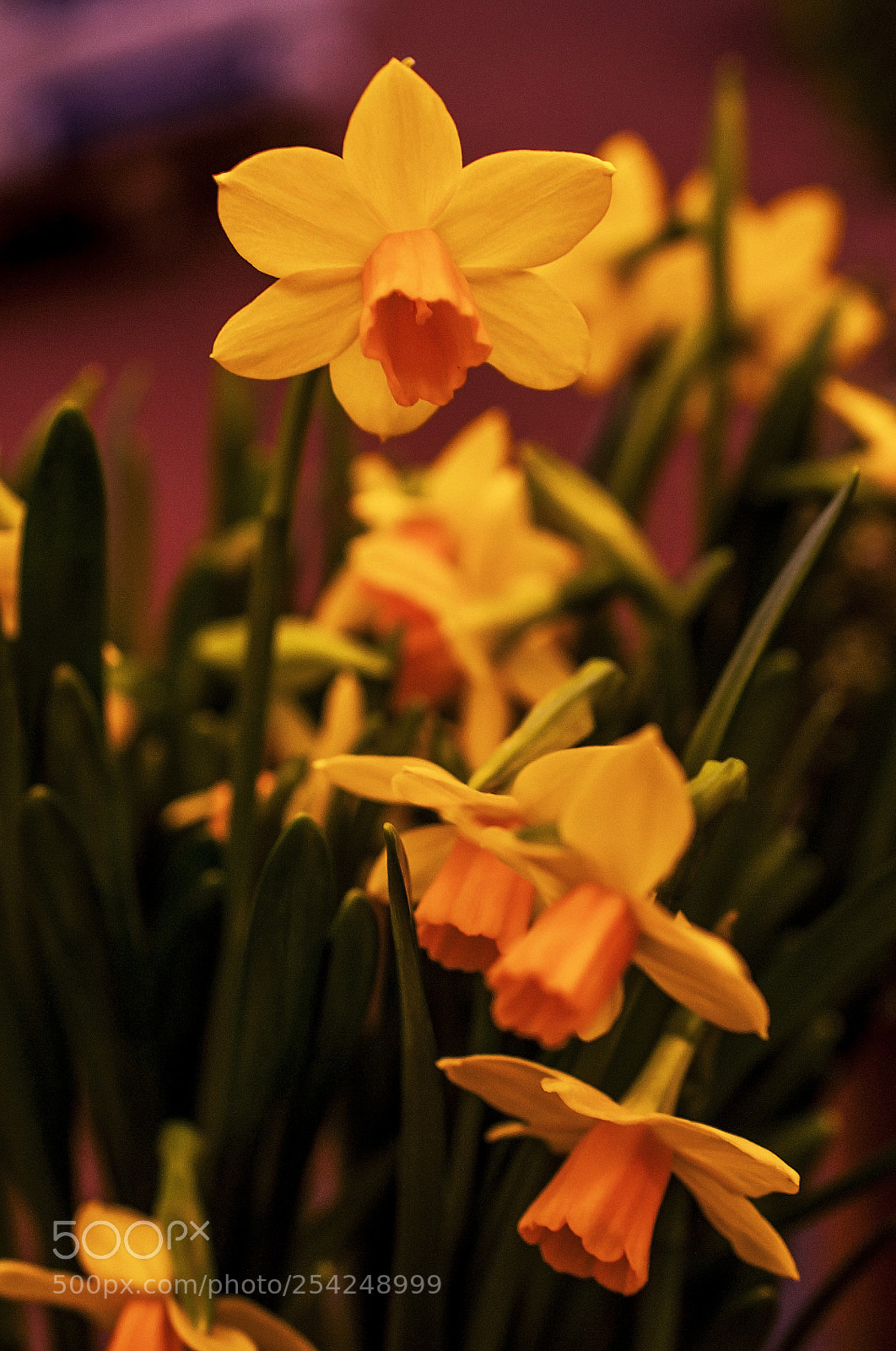 Nikon D700 sample photo. The narcissus is blooming photography
