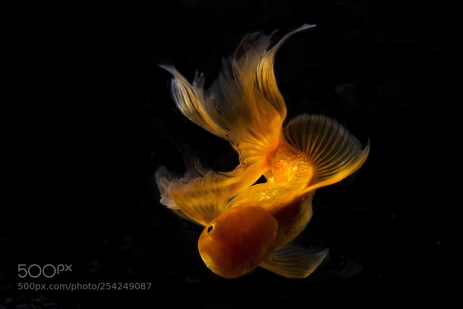 Nikon D810 sample photo. Golden ray photography