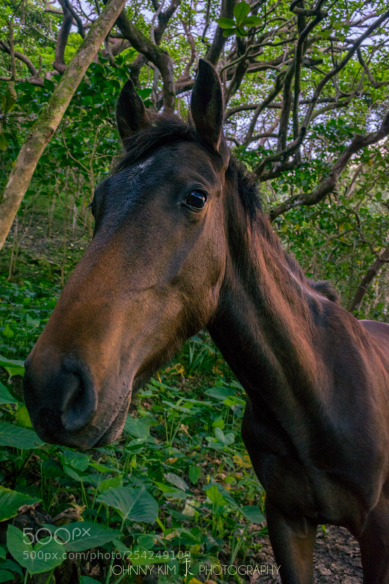 Nikon D5300 sample photo. Sasquatch  photography
