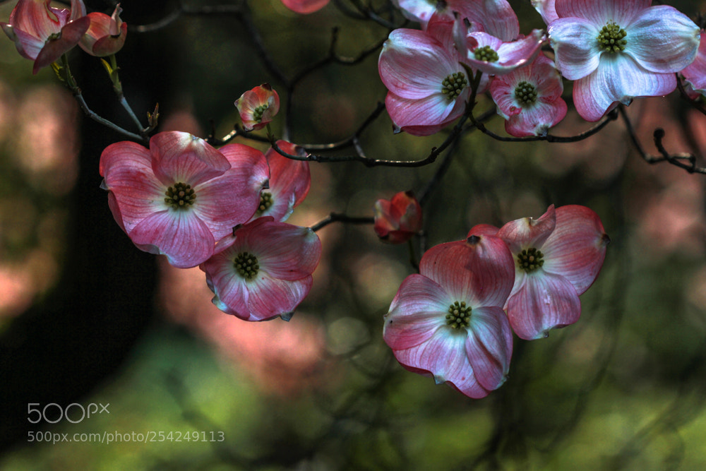 Canon EOS 7D sample photo. My pink dogwood obsession photography
