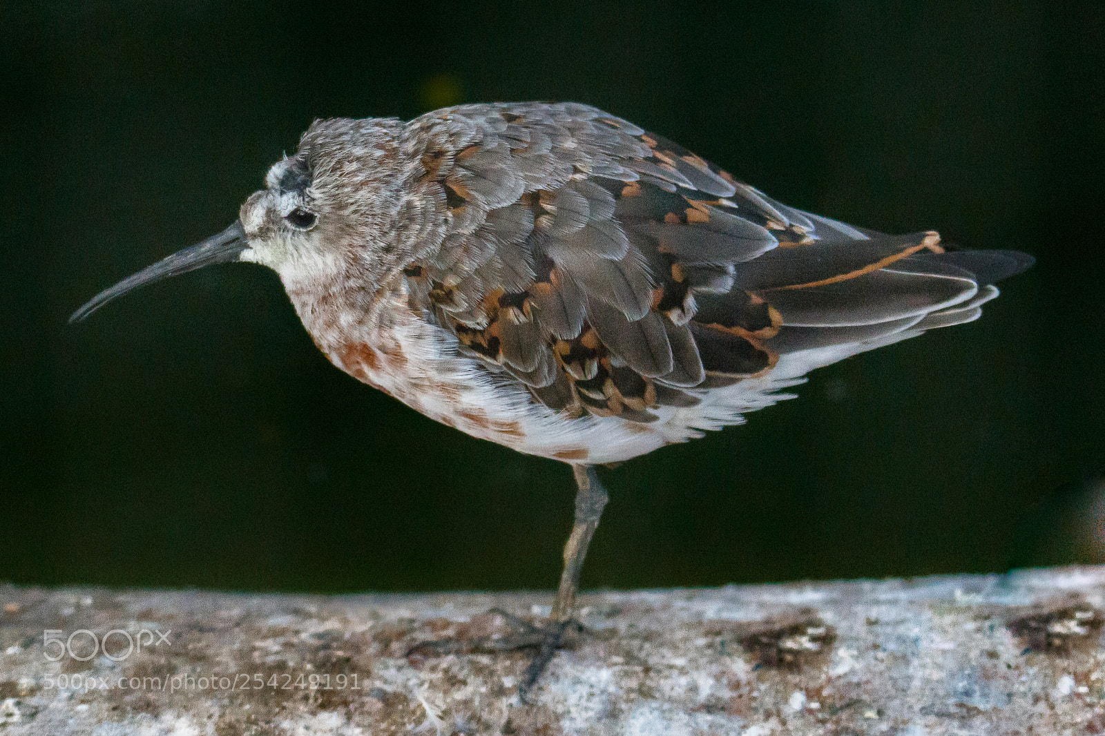 Canon EOS 80D sample photo. Curlew sandpiper photography