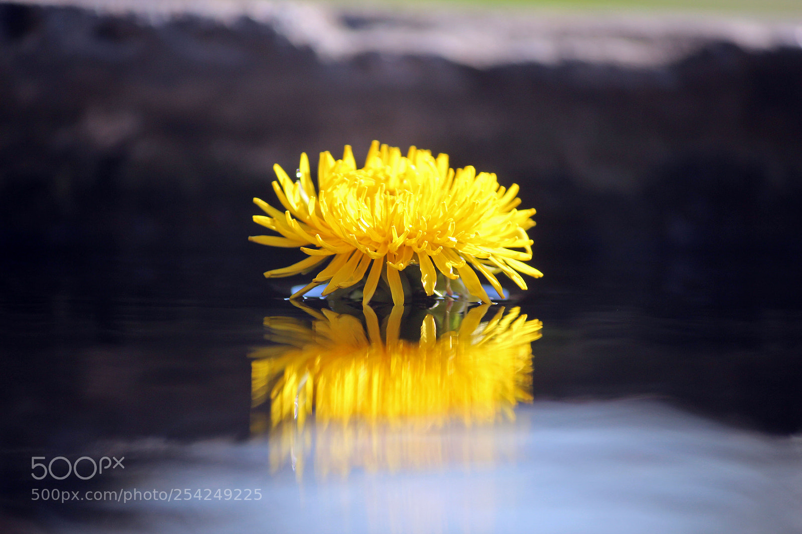Canon EOS 600D (Rebel EOS T3i / EOS Kiss X5) sample photo. Dandelion photography