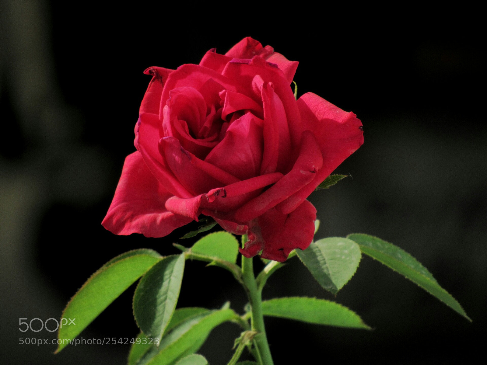 Canon PowerShot SX530 HS sample photo. Rose photography