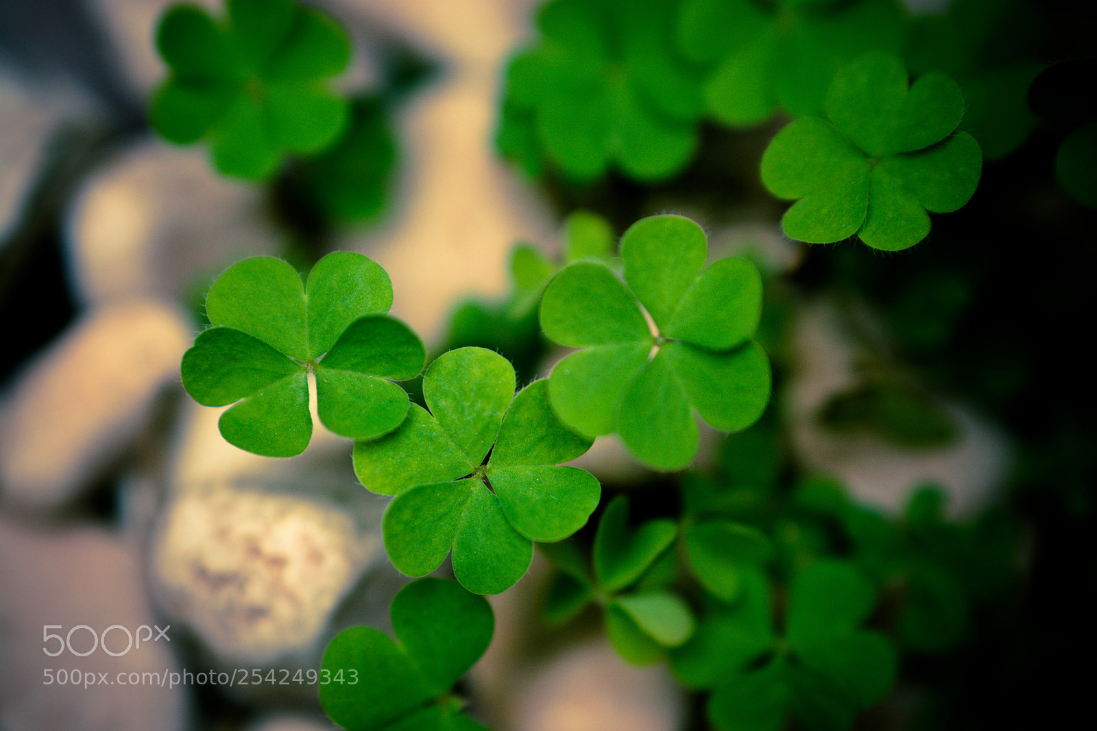Sony a6000 sample photo. For ... luck photography