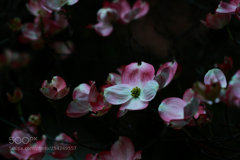 Canon EOS 7D sample photo. Crepuscular dogwood photography