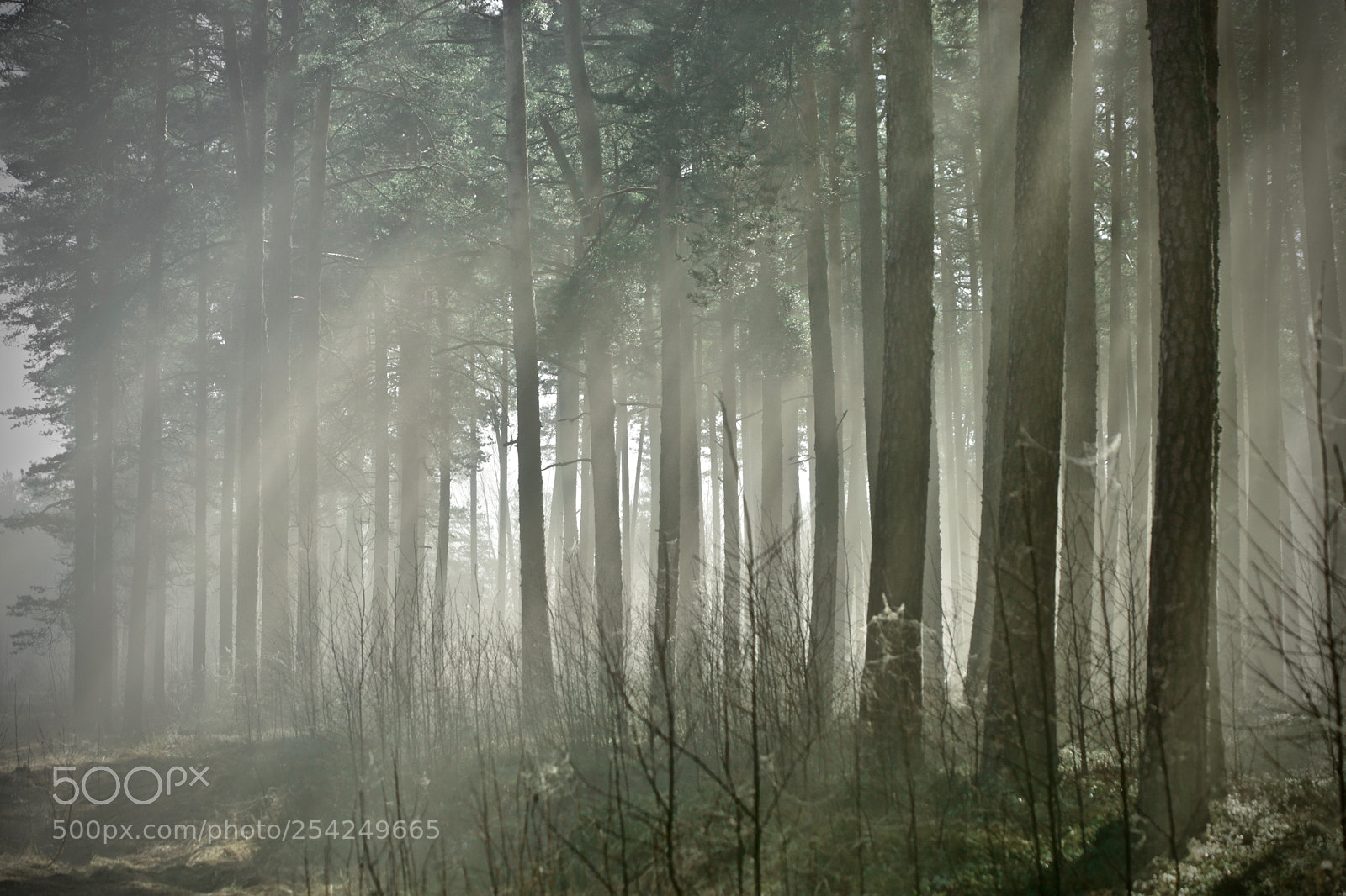 Canon EOS 6D sample photo. Mystic forest photography
