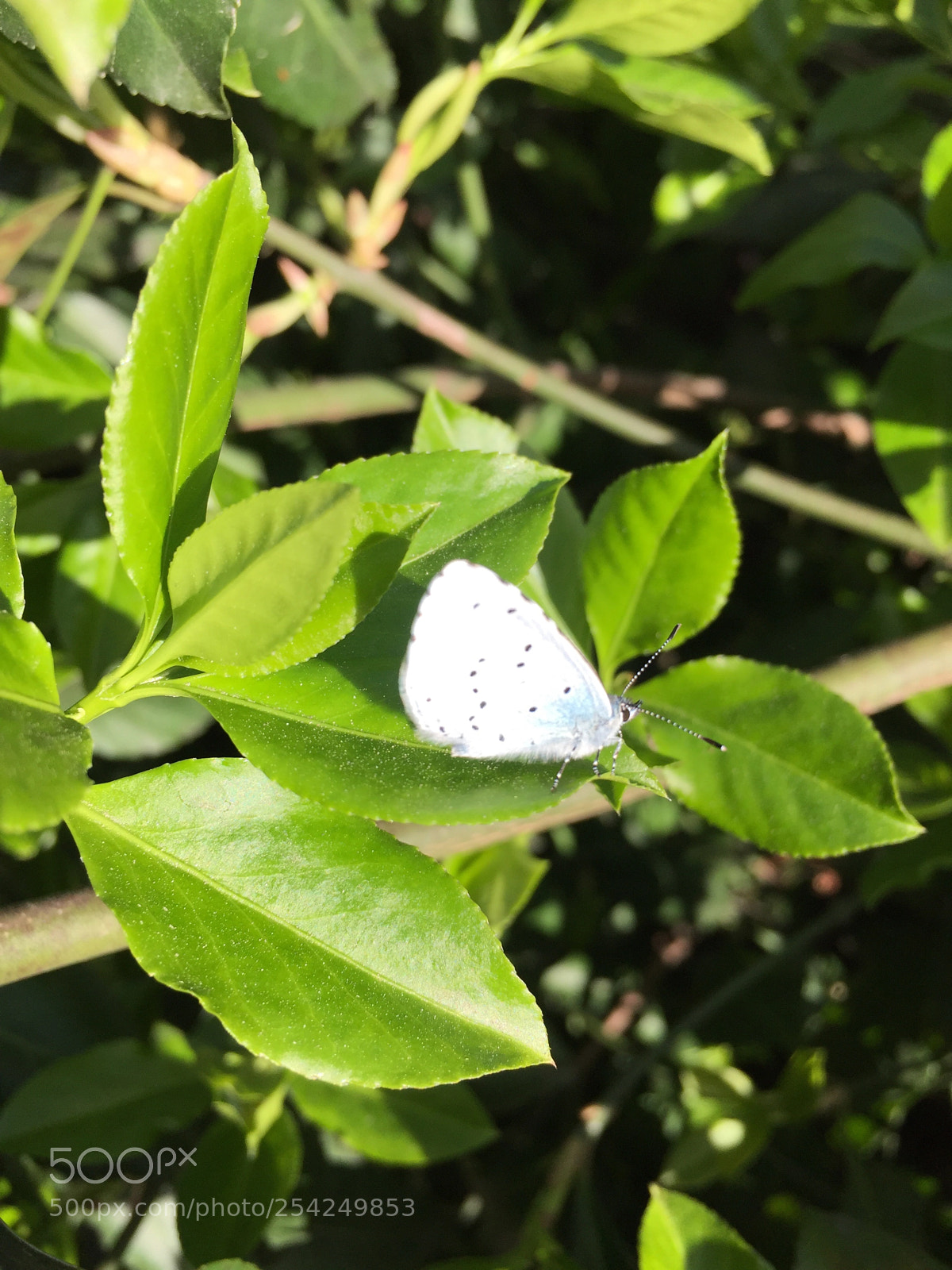 Apple iPhone 6 sample photo. Untitled photography
