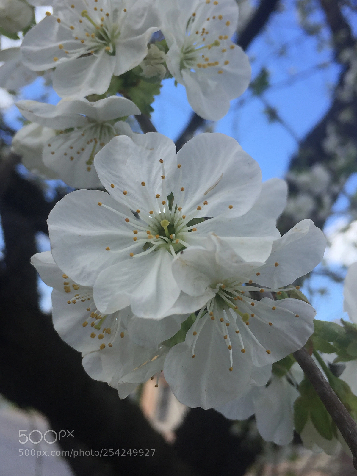 Apple iPhone 6 sample photo. Untitled photography