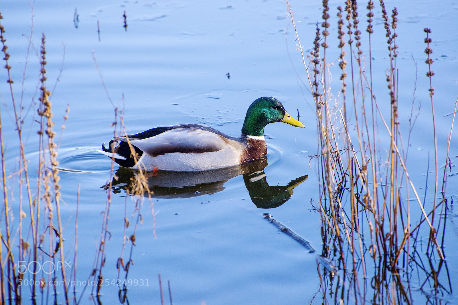 Nikon D600 sample photo. Cruising past (1) photography